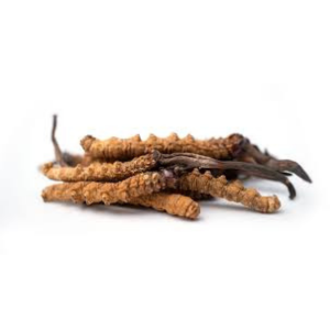 Cordyceps contre le stress