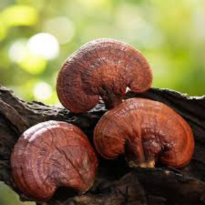 Le reishi contre le stress