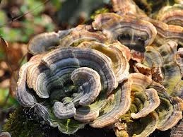 Turkey tail