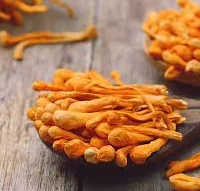 cordyceps