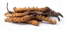 cordyceps