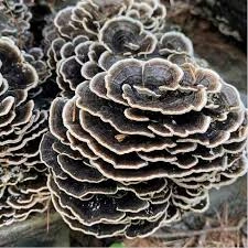 turkey tail