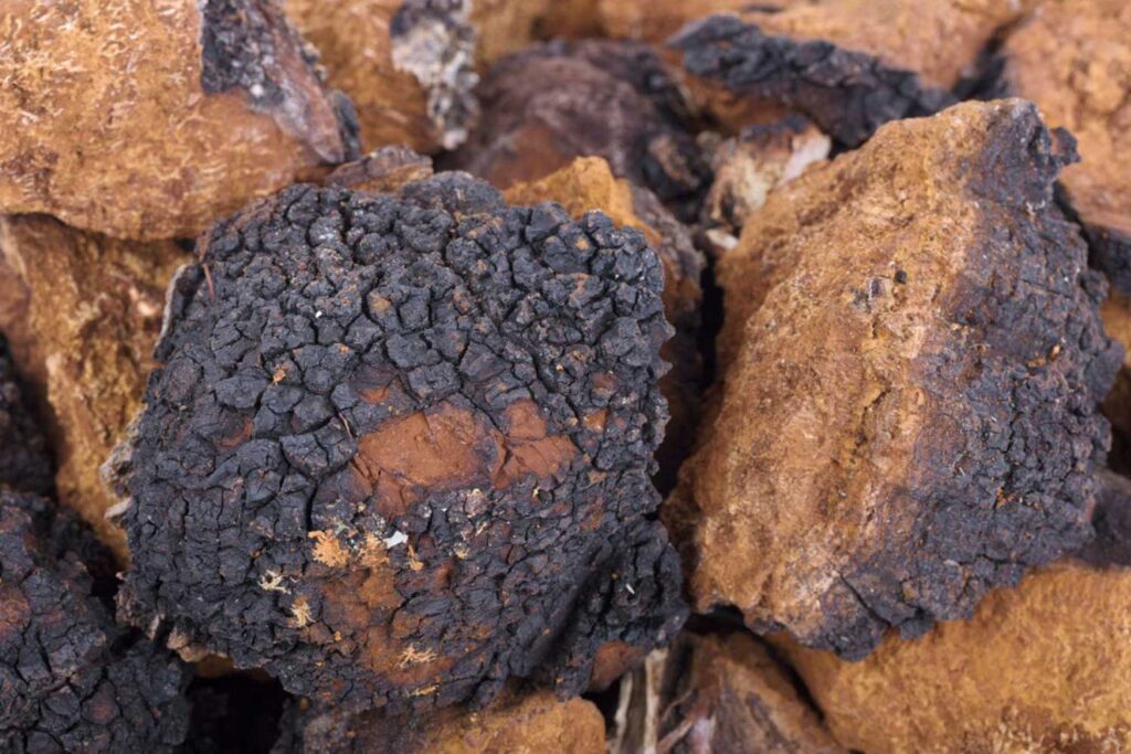 Les bienfaits du chaga