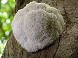 meilleur lion's mane