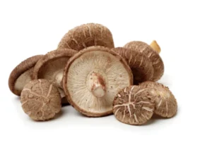 meilleur shiitaké meilleur shiitaké