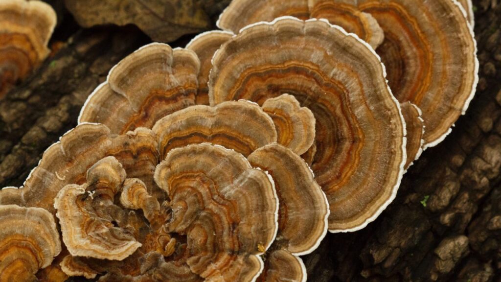 Bienfaits du turkey tail