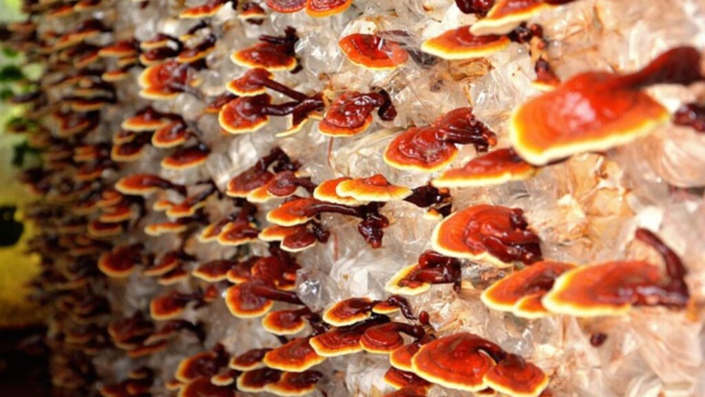 bienfaits du reishi