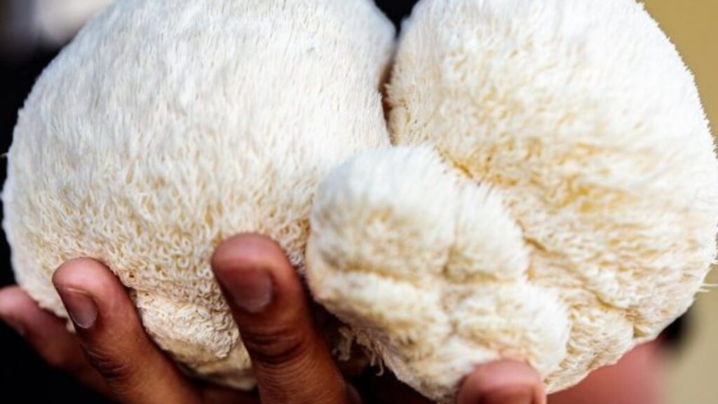 Les bienfaits du lion's mane