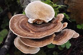 Les bienfaits du turkey tail