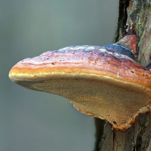 Reishi sommeil