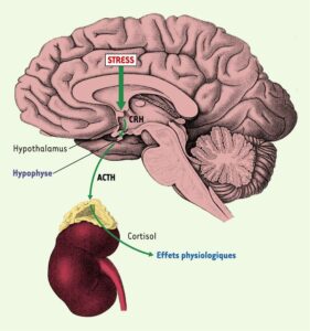 axe hypothalamo-hypophyso-surrénalien