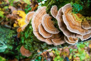 turkey tail