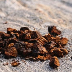 Chaga pour la libido