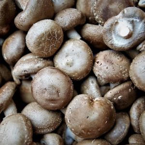 Shiitake pour la libido
