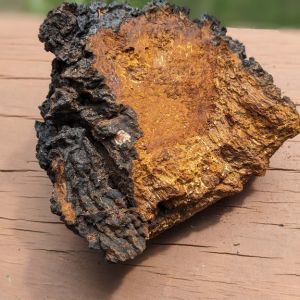 Le chaga
