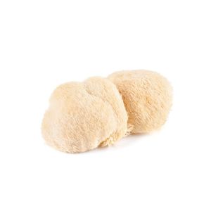 Le pouvoir du lion's mane