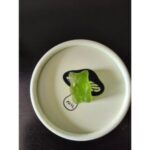 gummies lion's mane sporelife gummies lion's mane sporelife