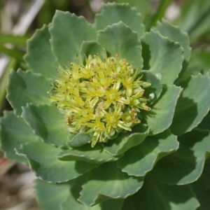 Les bienfaits de la rhodiola Les bienfaits du rhodiola