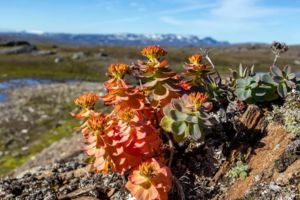 Rhodiola Rosea Rhodiola Rosea